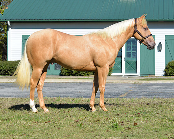 SJR Cat N Diamond - CD Diamond x Cat N Gail - 2014 Colt